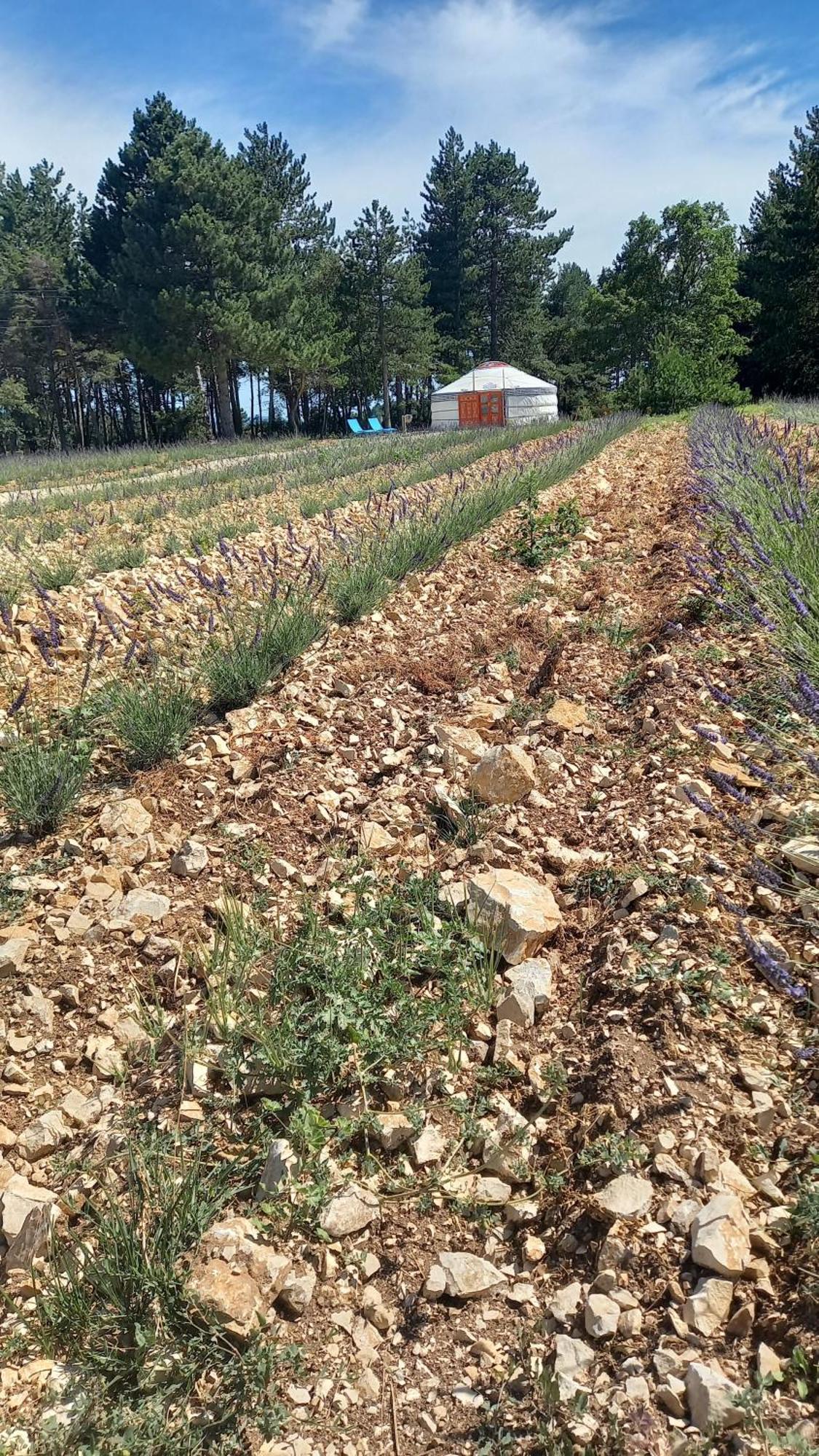 A Ventoux Yourte Monieux Exterior foto
